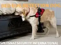  Security Patrol Dogs - Guard Dogs for Hire-Security Guard Dogs, Security Company-Dog Handler Security - Secure Site-Security Guard Dogs & Security Services -Security Dog Handlers London-Manchester Detection Dogs | Sniffer Dogs | Canine Search-Feedback Explosive Detection Dogs | Sniffer Dogs | Specialist Security-Search Dogs & Sniffer Dogs London-Narcotics Search Dogs & Explosive Search Dog in London